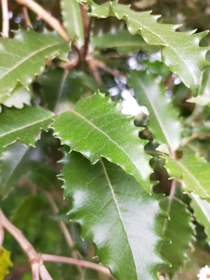 Olearia macrodonta 13