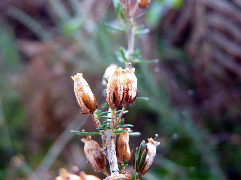 Graue Heide