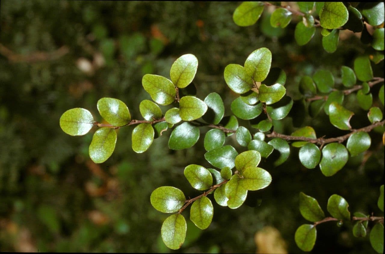Nothofagus 12