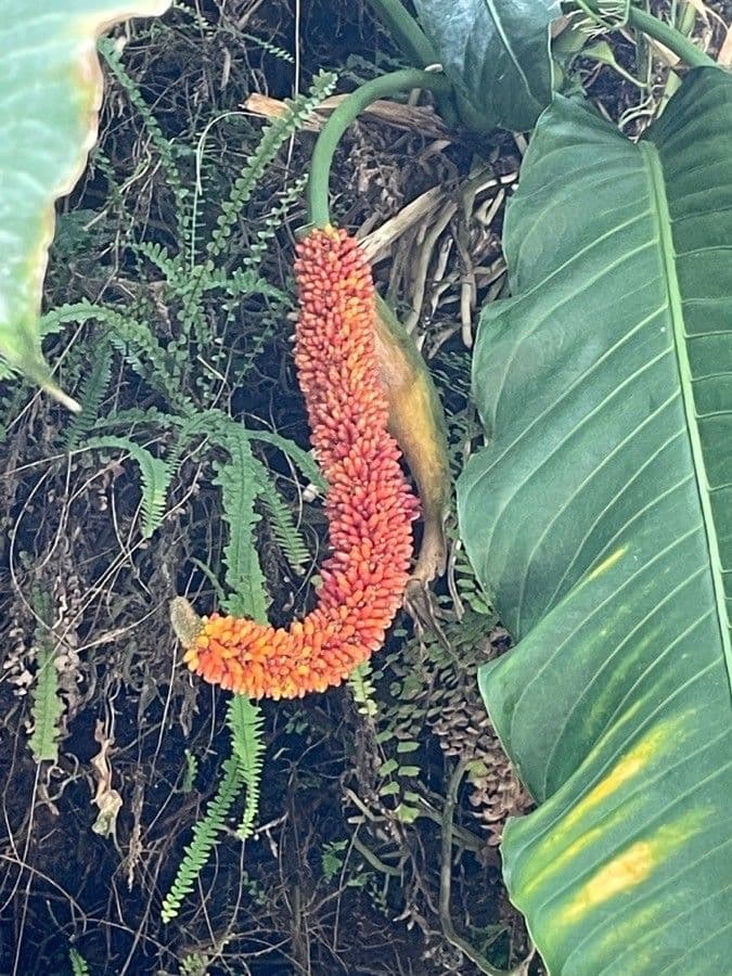 Anturio