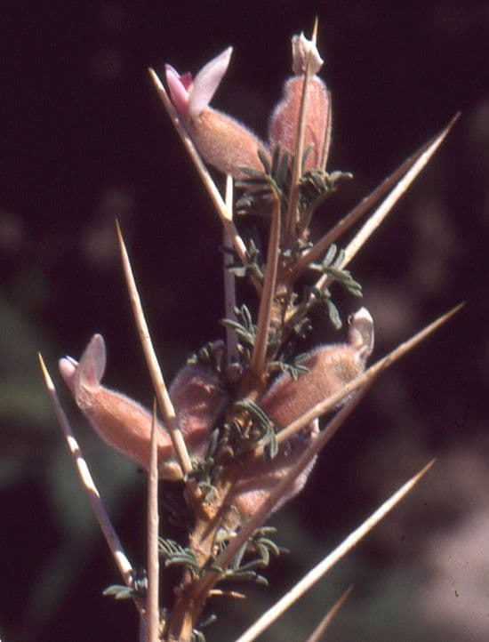 Astragalo 7