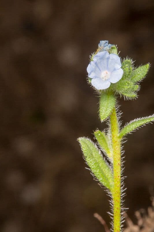 Echium 5