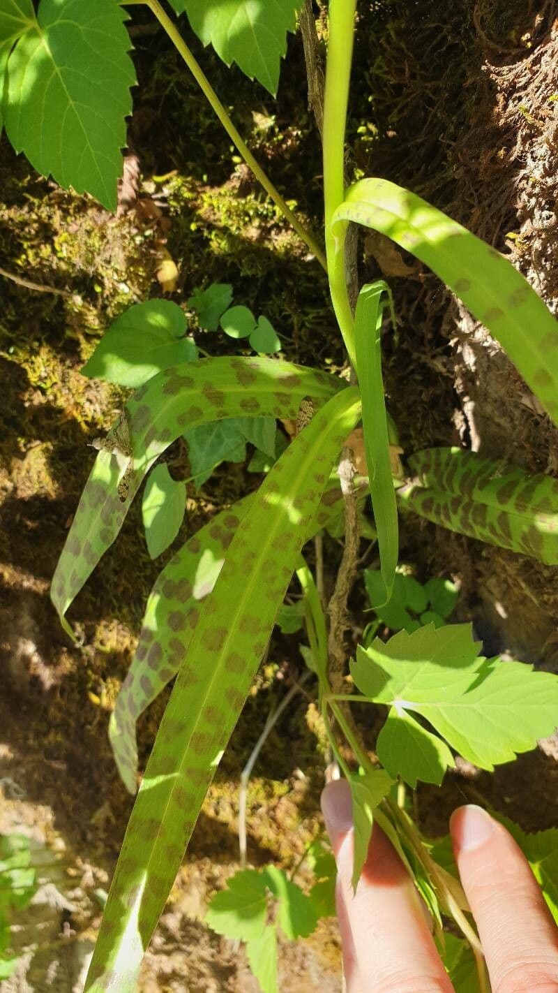 Orchide a labbro a cuneo 14