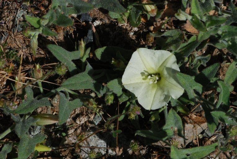 Calystegia finta della Sierra 5