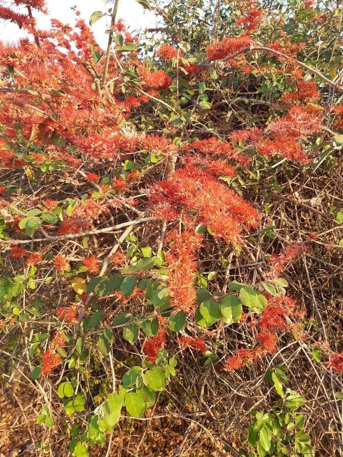 Combretum paniculatum 5
