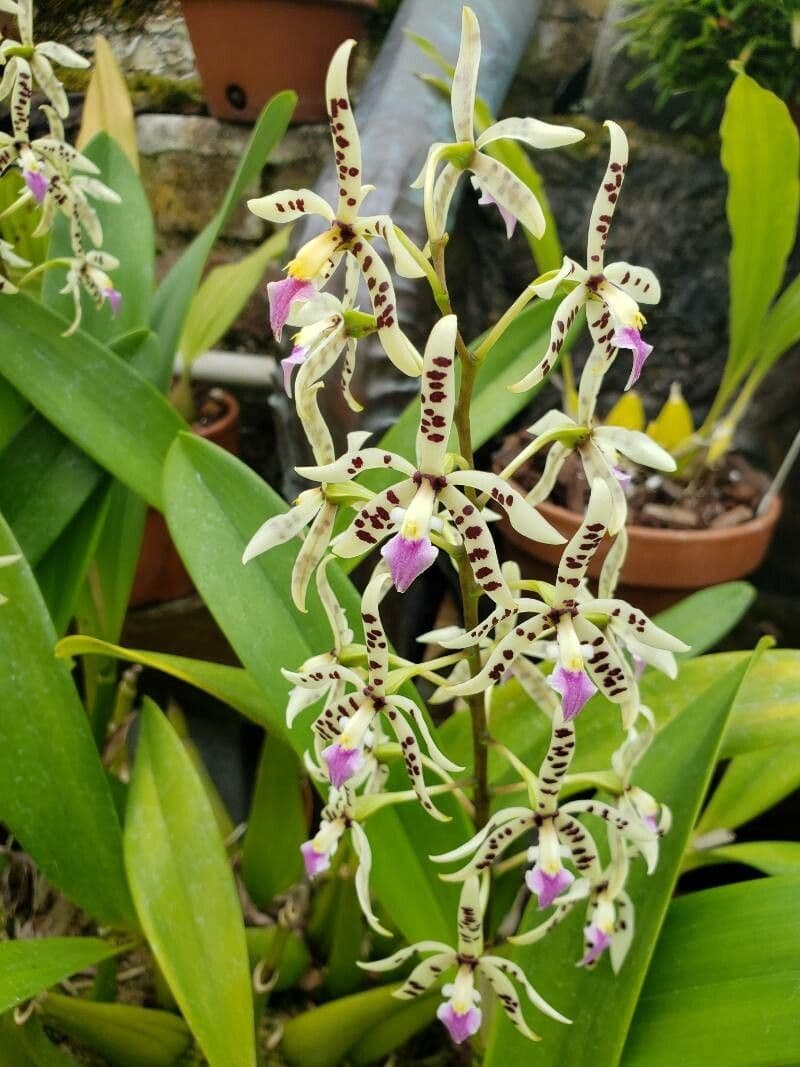 Orchidea 2