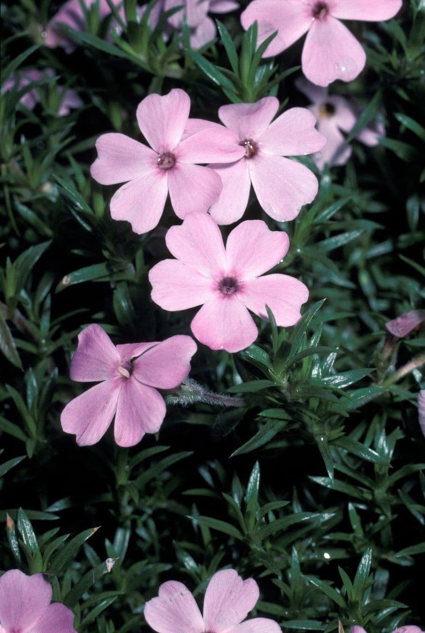 Flox di Douglas 2