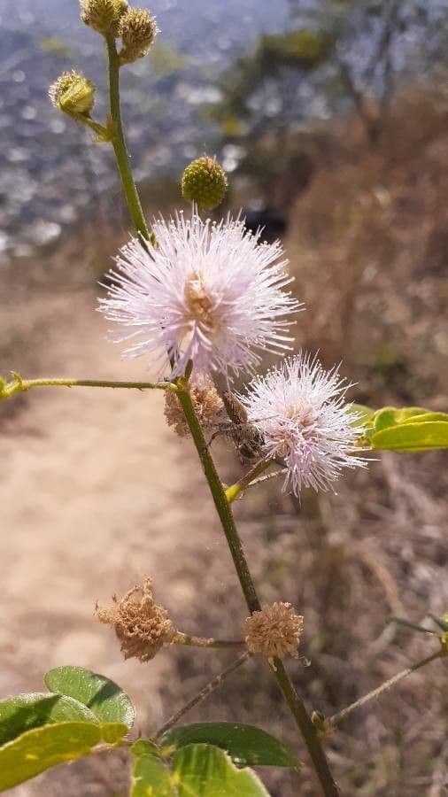 Anisantherina 6