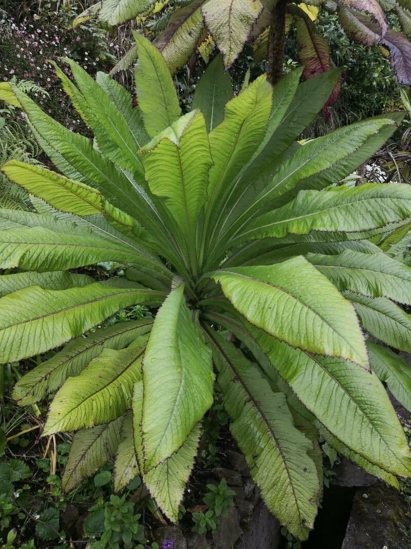 Lobelia 7