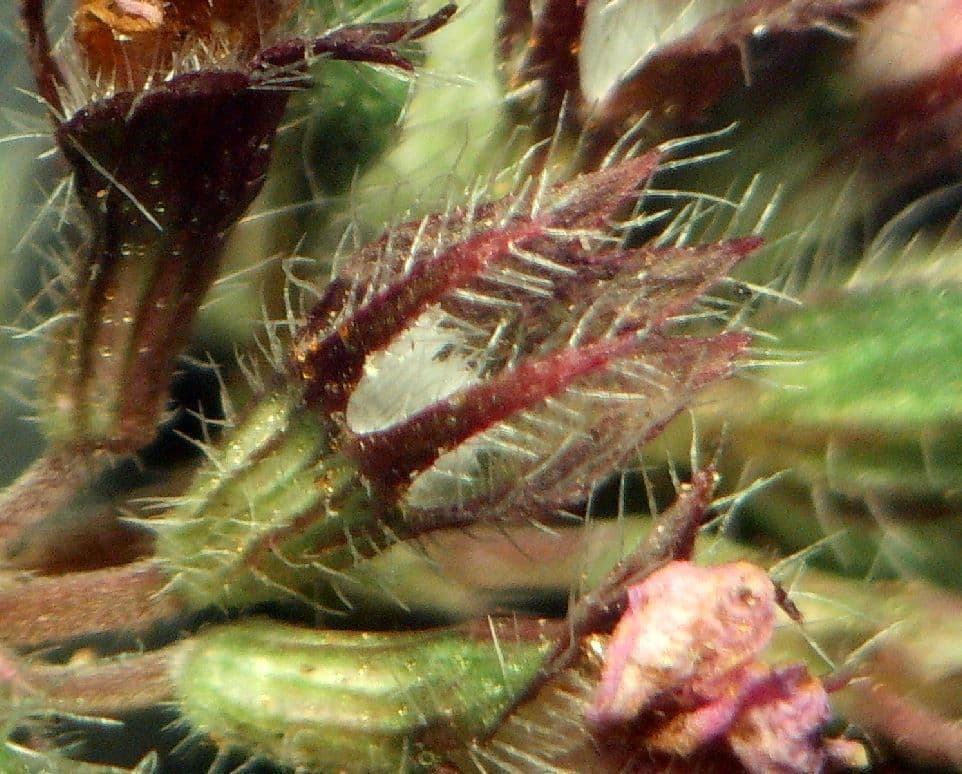 Frühblühender Thymian 2