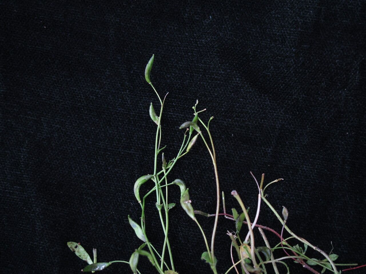 Draba gracile 4