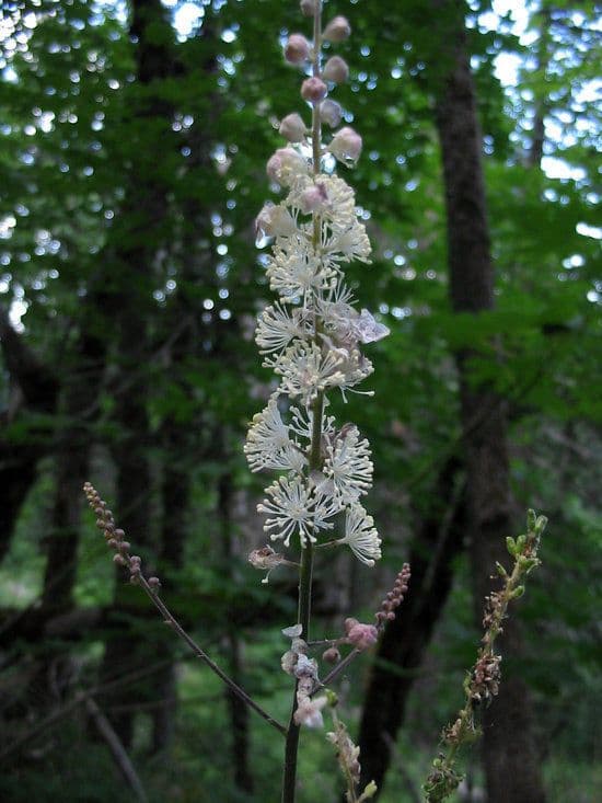 Actaea alta 7