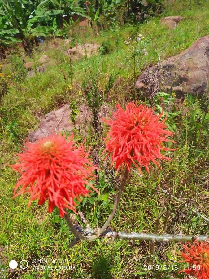 Eritrina abissina 2