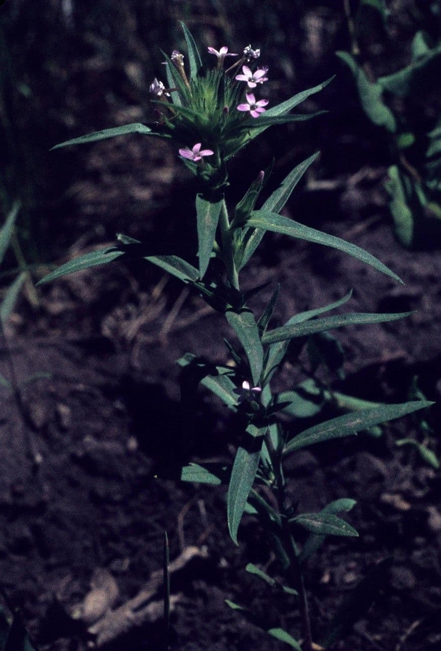 Collomia lineare 10