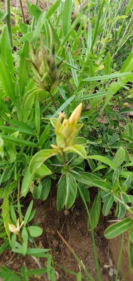 Barleria 18