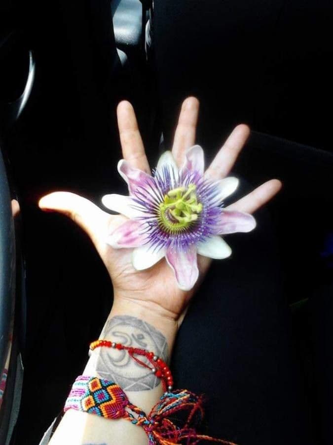 Passiflora morifolia 4