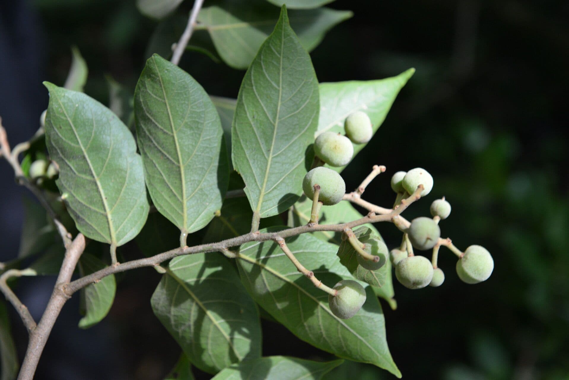 Mortoniodendron 5