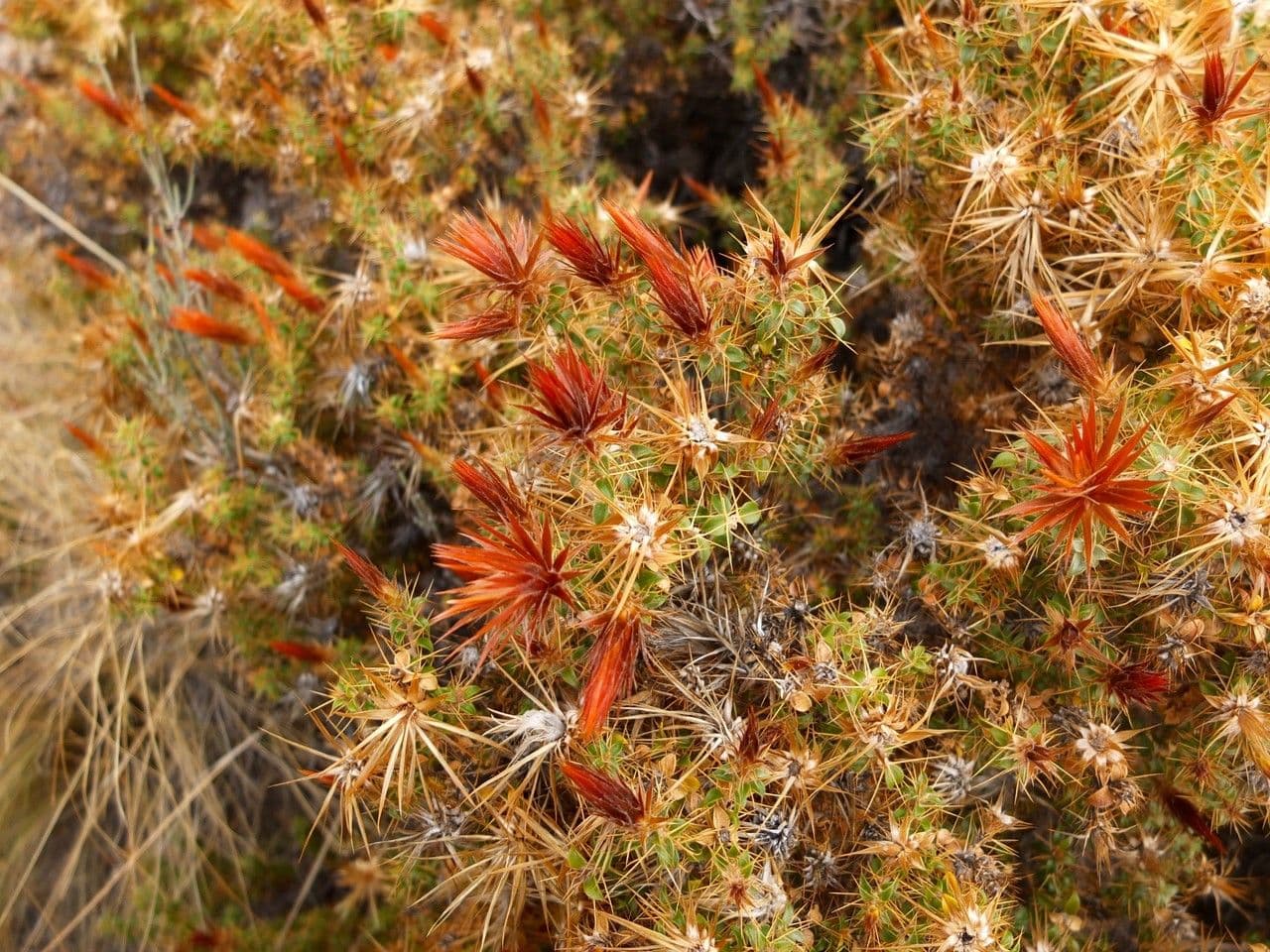 Chuquiraga 20