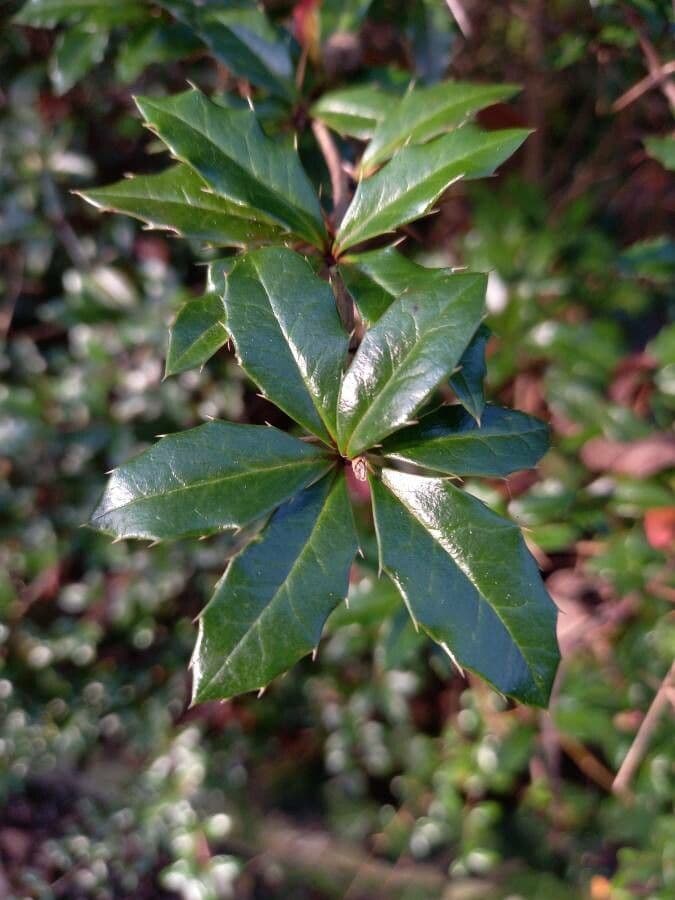 Berberis de Darwin 19
