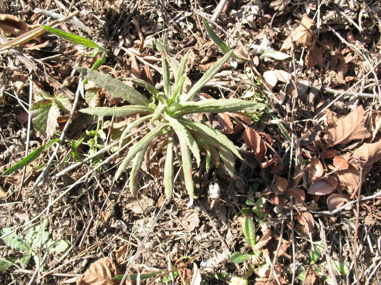 Gnaphalium californiano 8