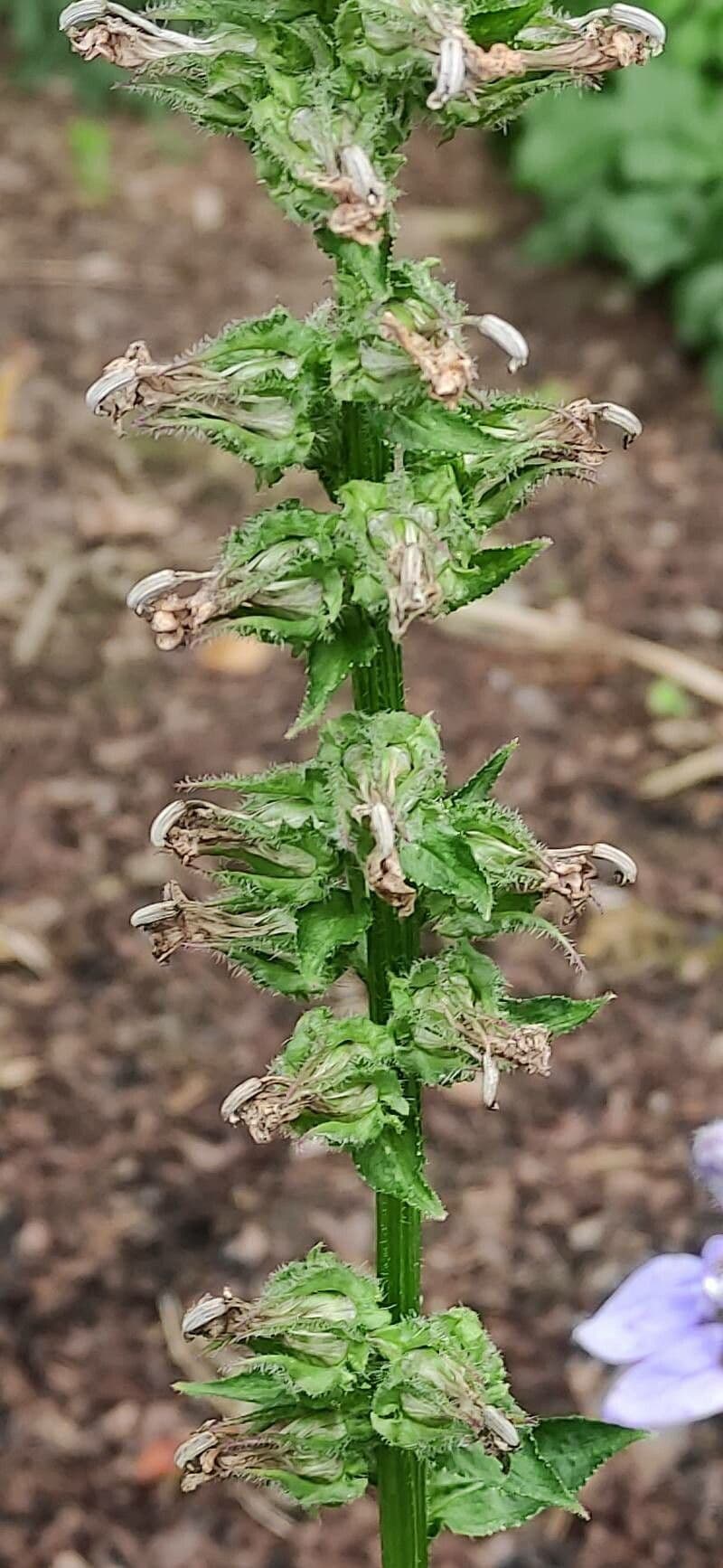 Lobelia blu