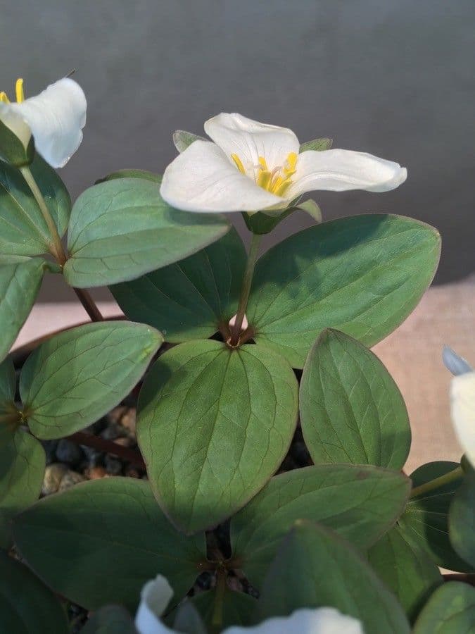 Trillium nivale 13