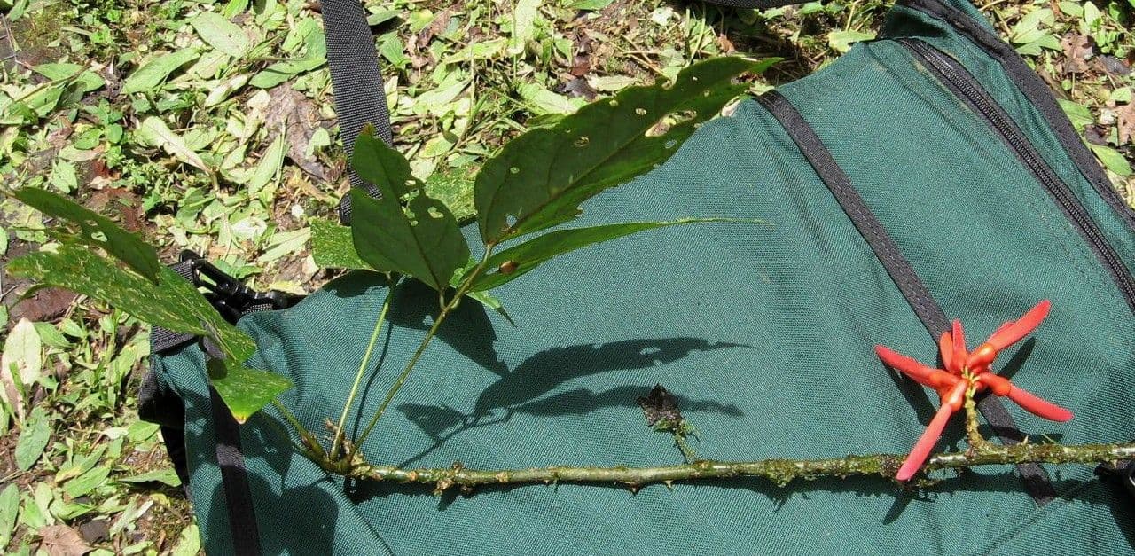 Erythrina kopinatá 12