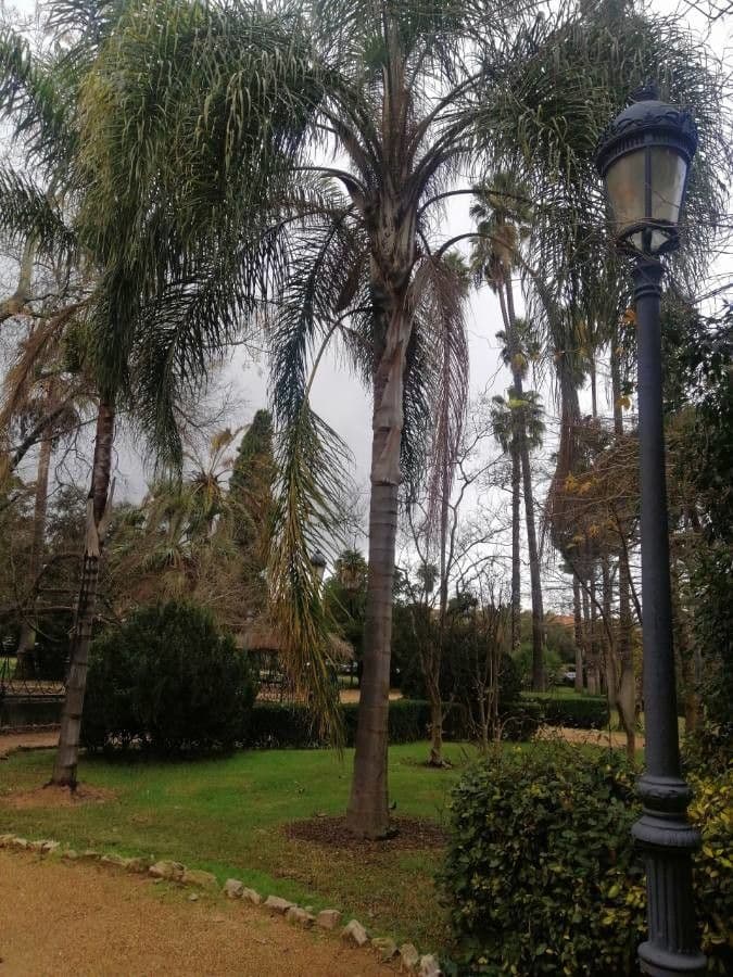 Palma di Giriba 19