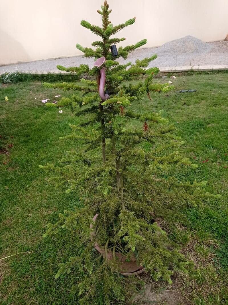 Abete del Caucaso 6