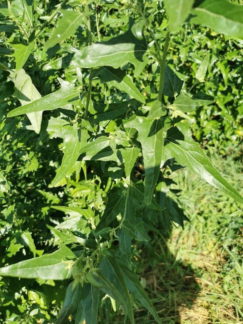 Atriplice sagittata 16