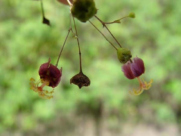 Sidastrum paniculatum