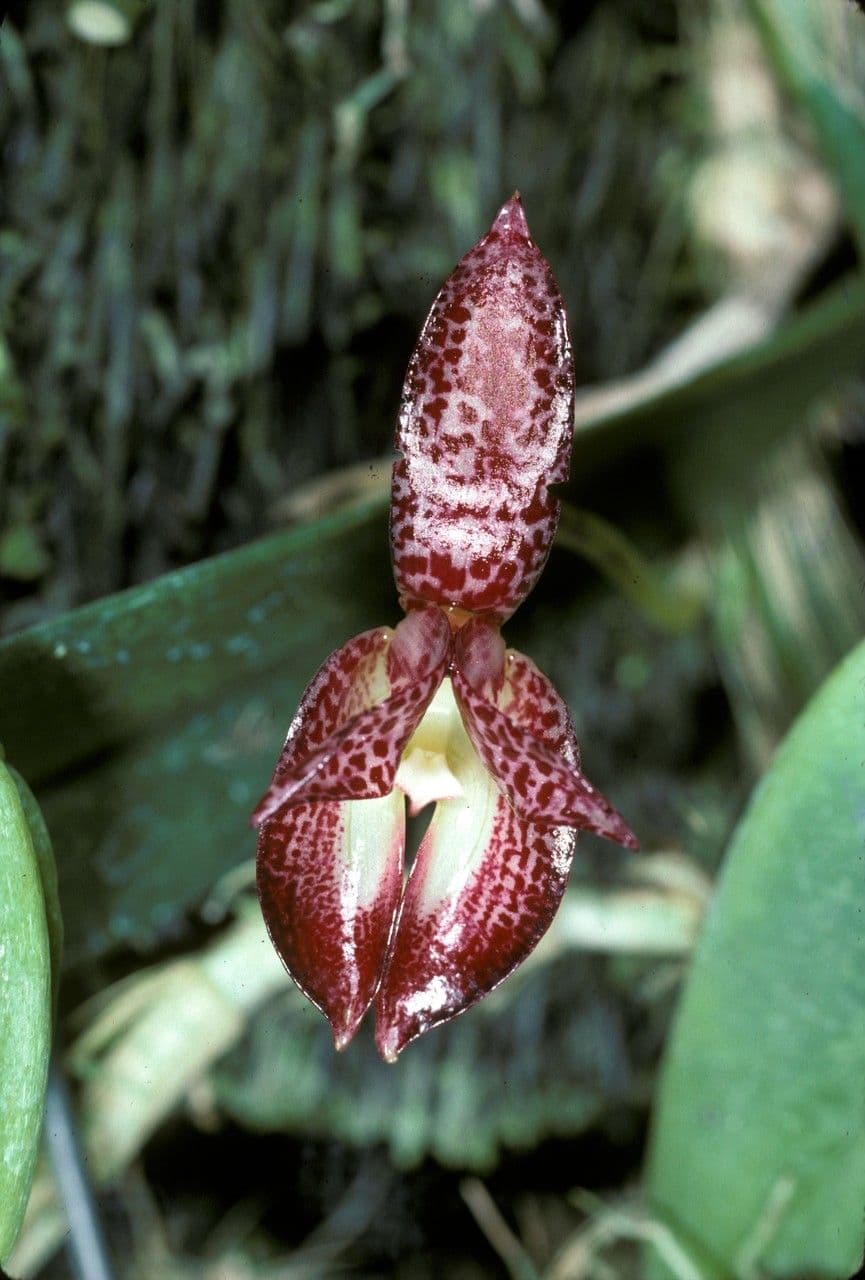 Bulbophyllum 2