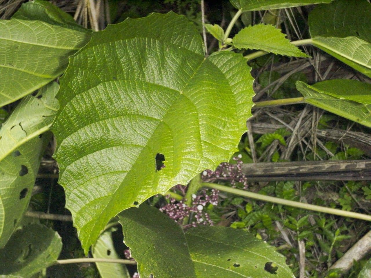Urera 24
