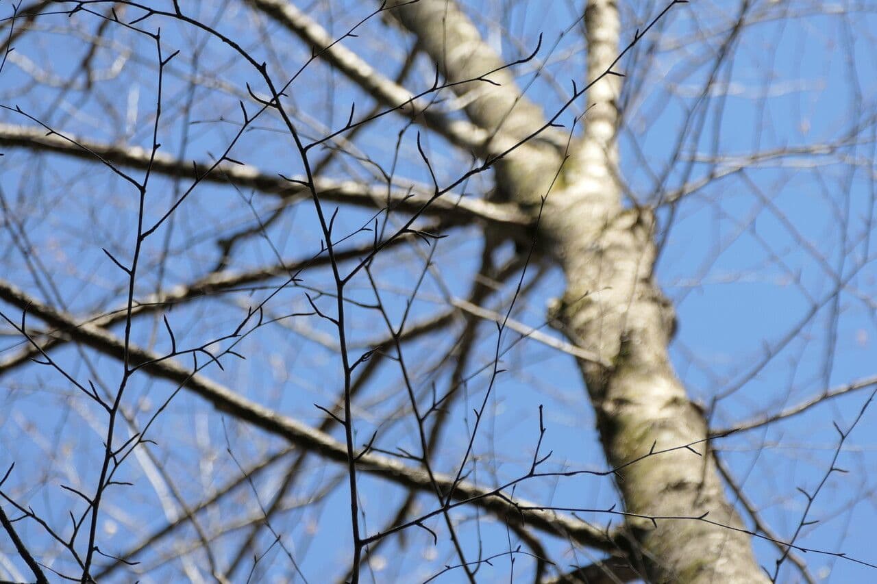 Cherry birch 6