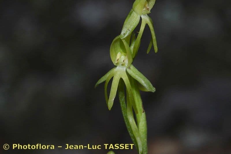 Habenaria