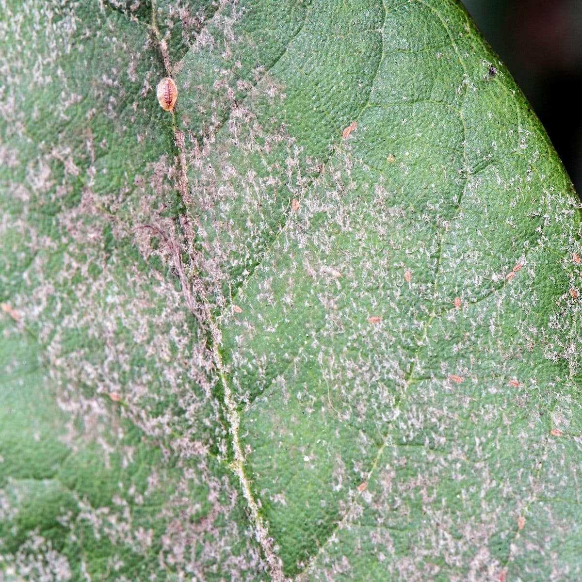 Rododendron 7