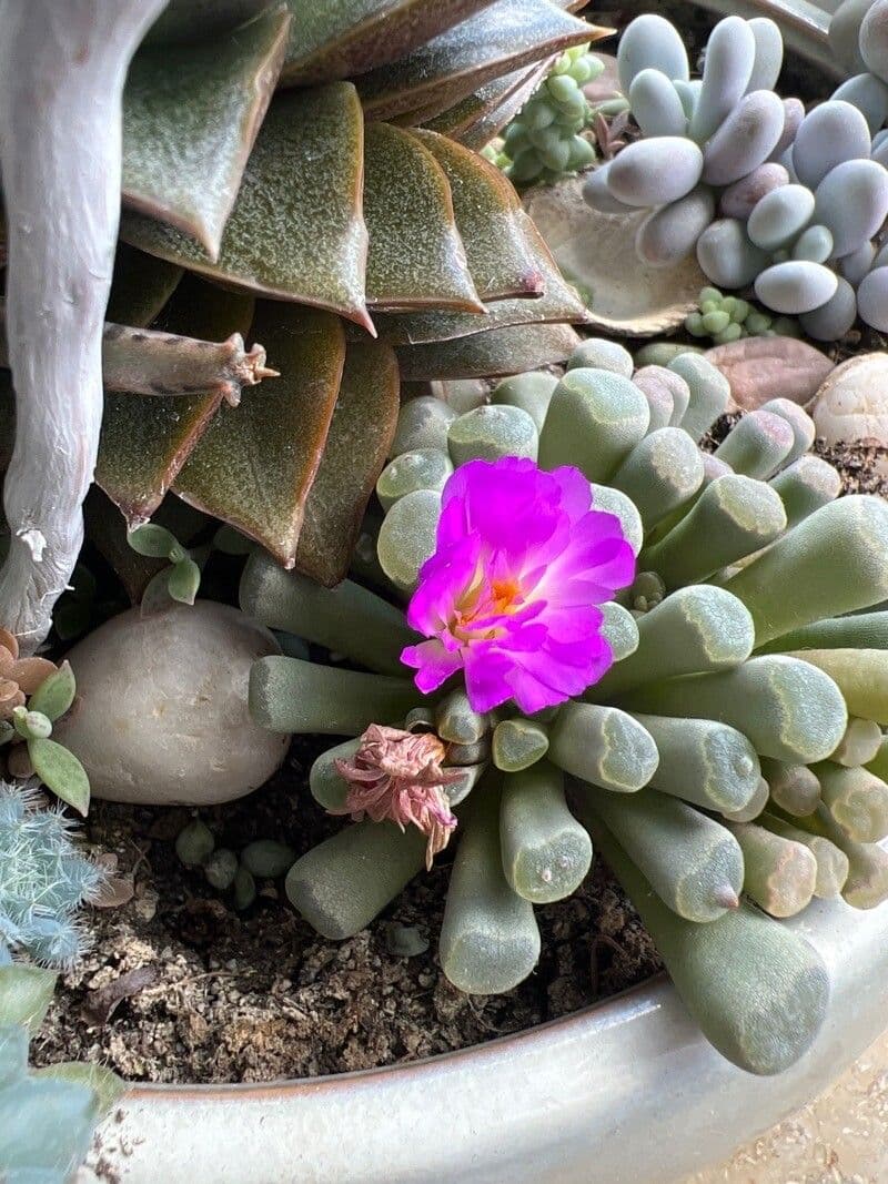 Frithia 2
