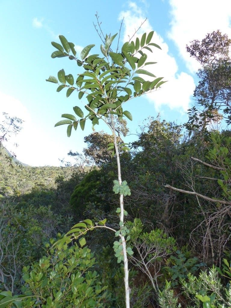 Lepidocupania 4