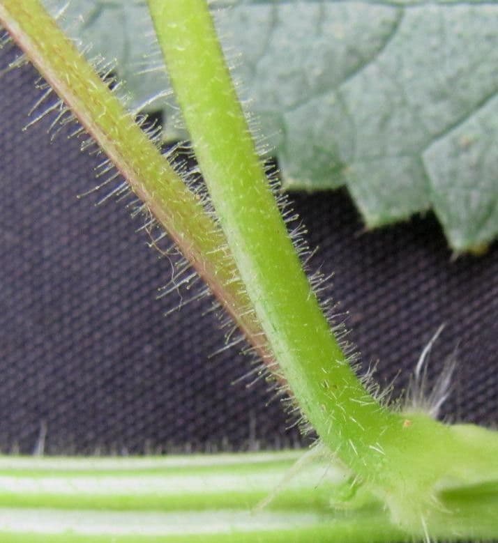 Laportea aestuans 18
