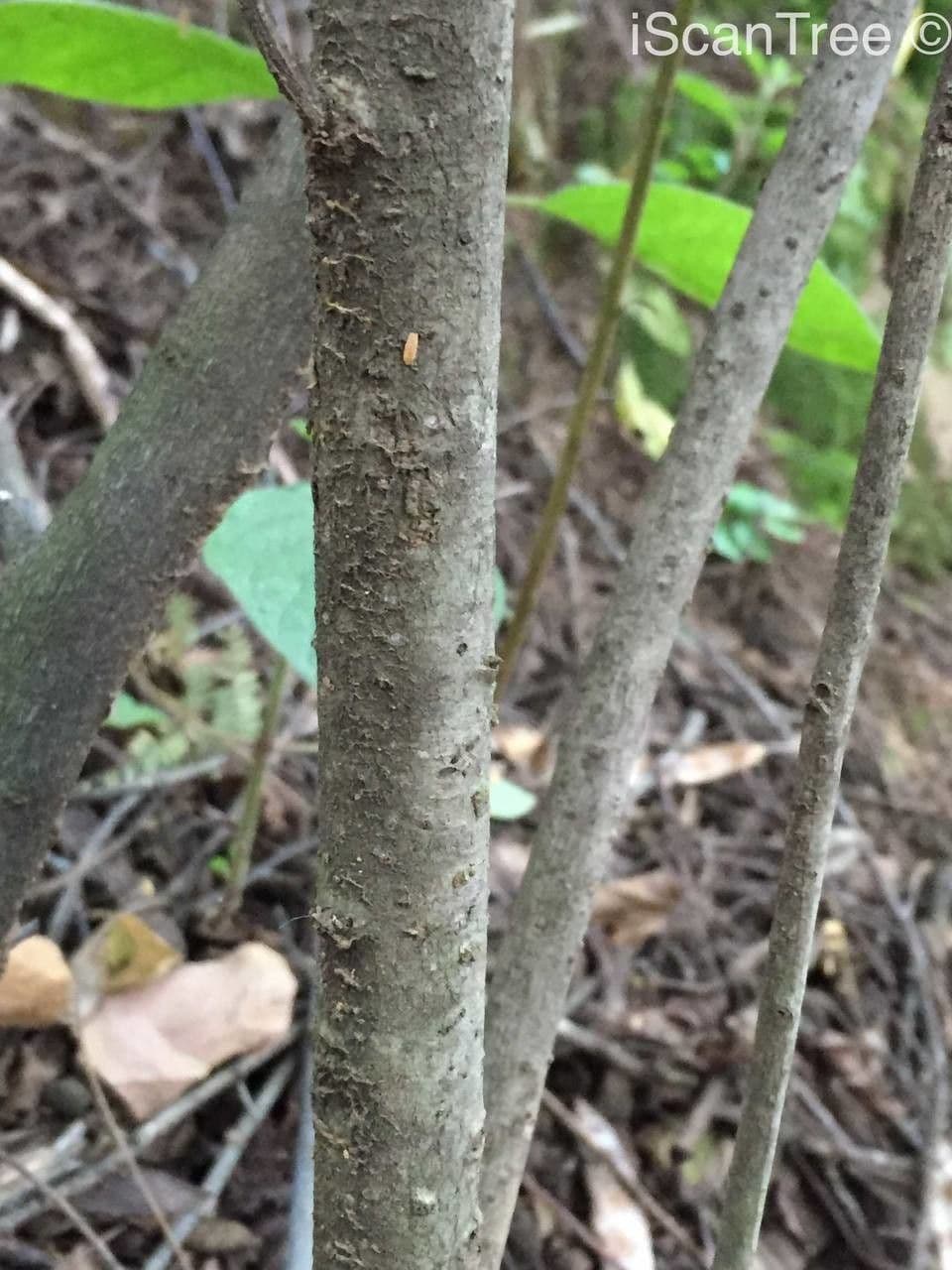 Myrsina africká 25