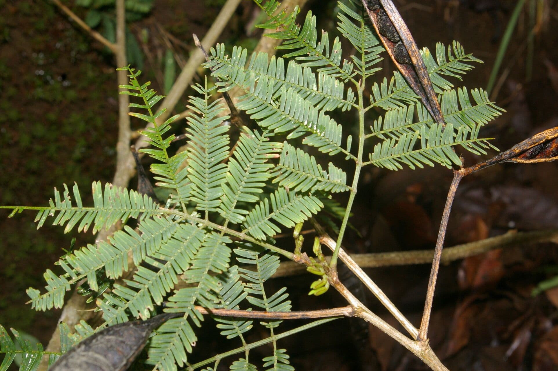 Weiße Calliandra 11