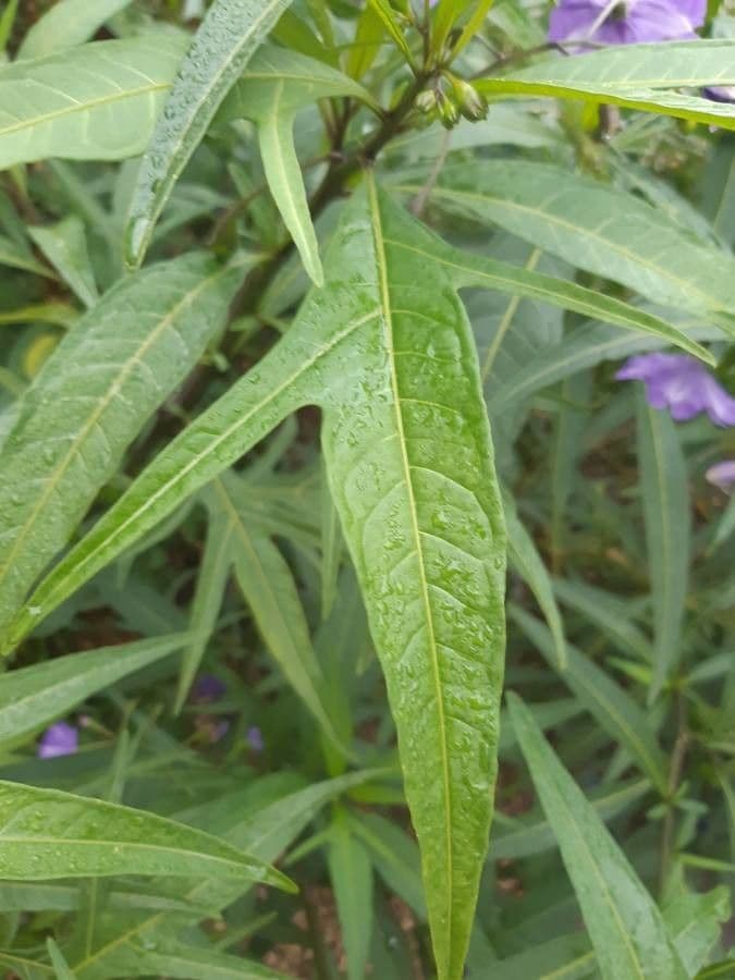 Solanum nudo 19
