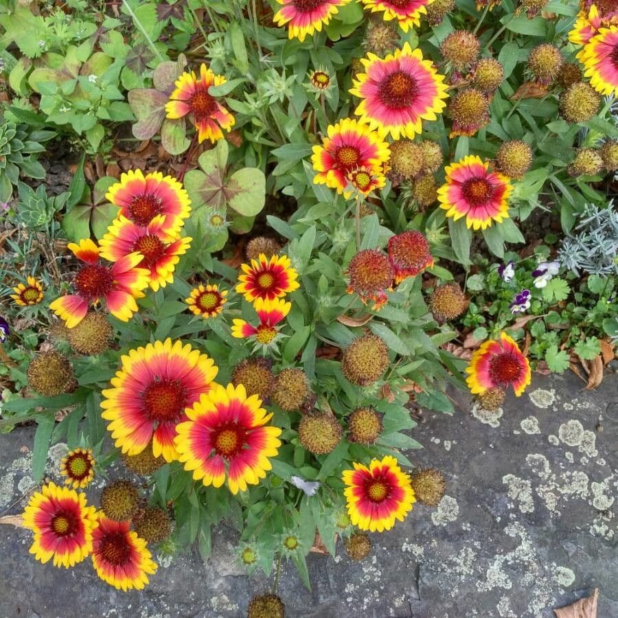 Gaillardia aristata