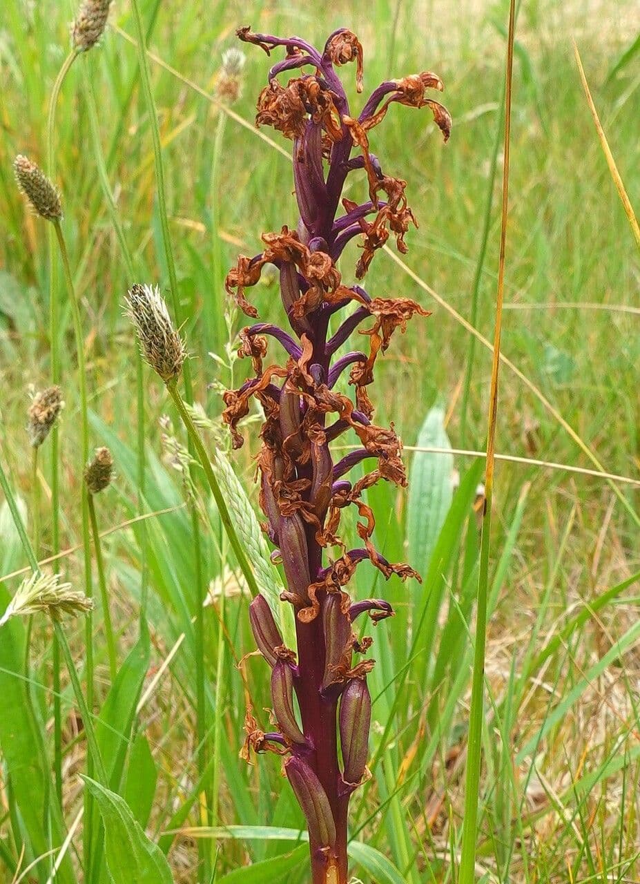 Orchide di palude 2