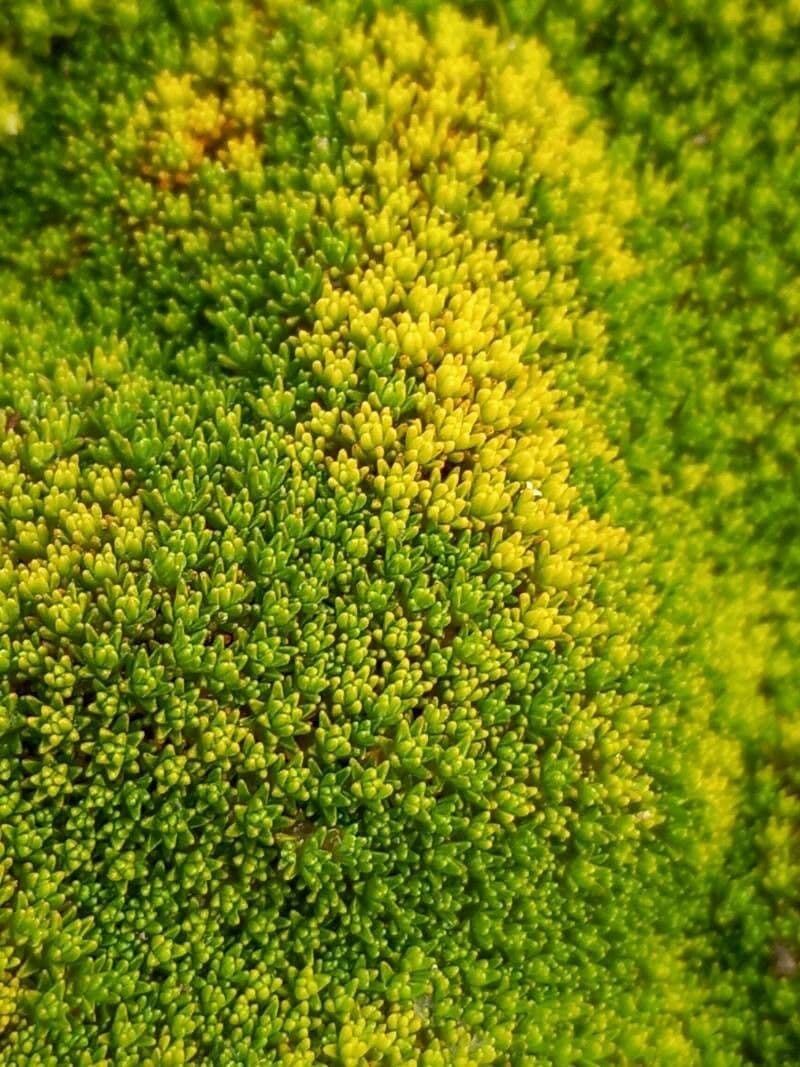 Grüne Gemüseschaf 2