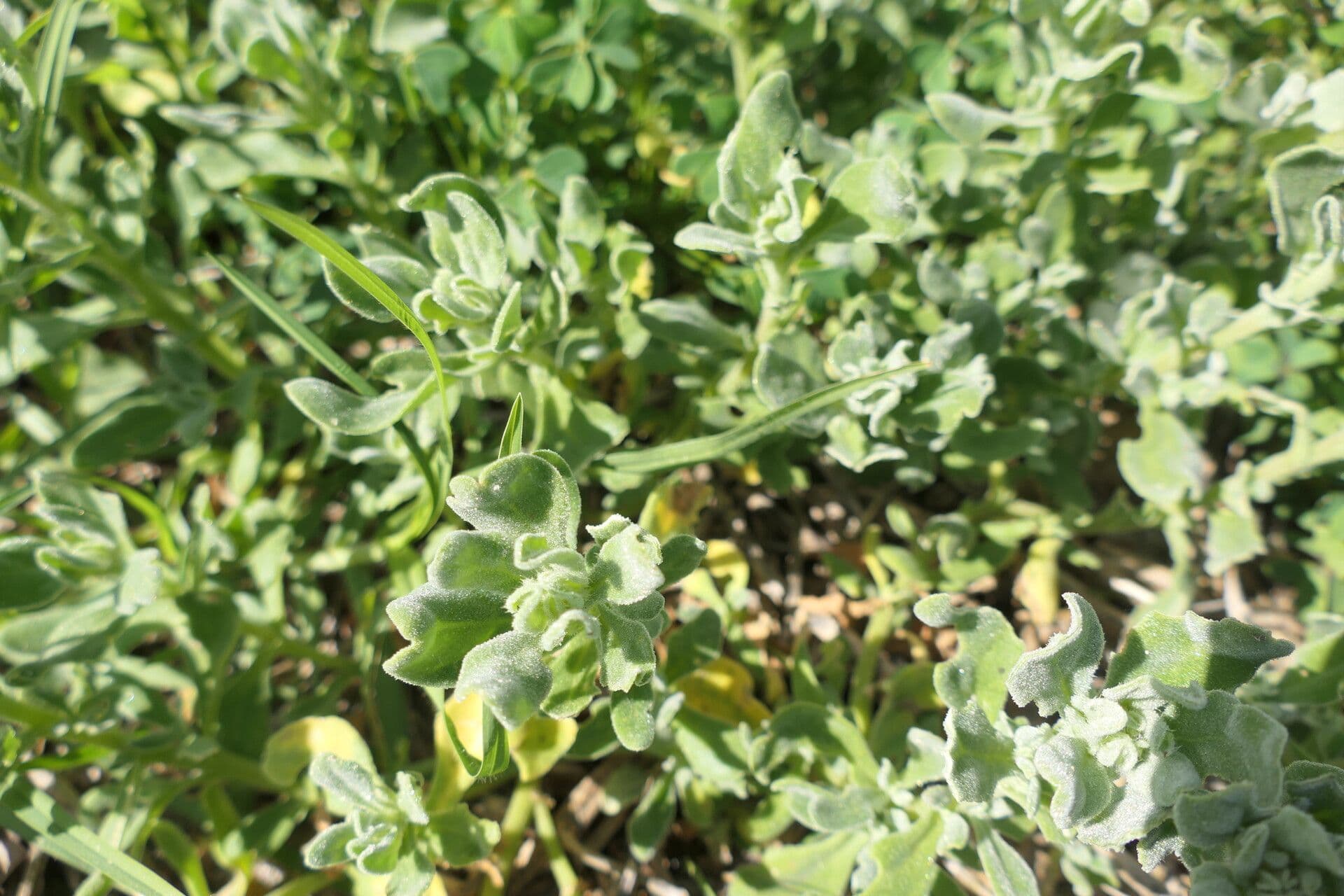 Tetragonia decumbens 4