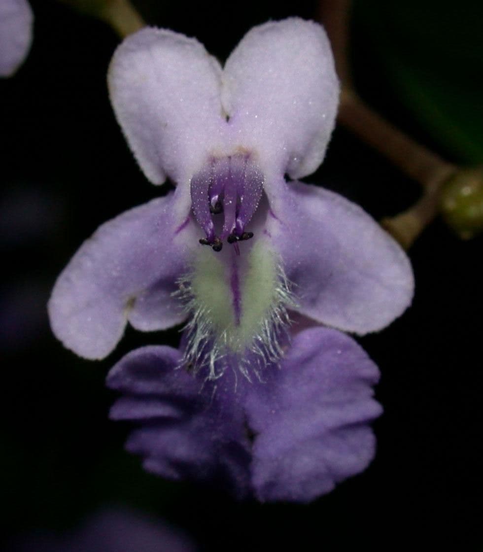Vitex 7