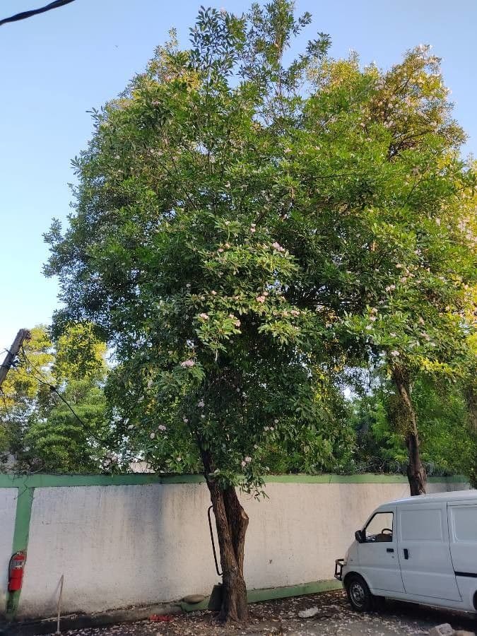 Roble blanco 13