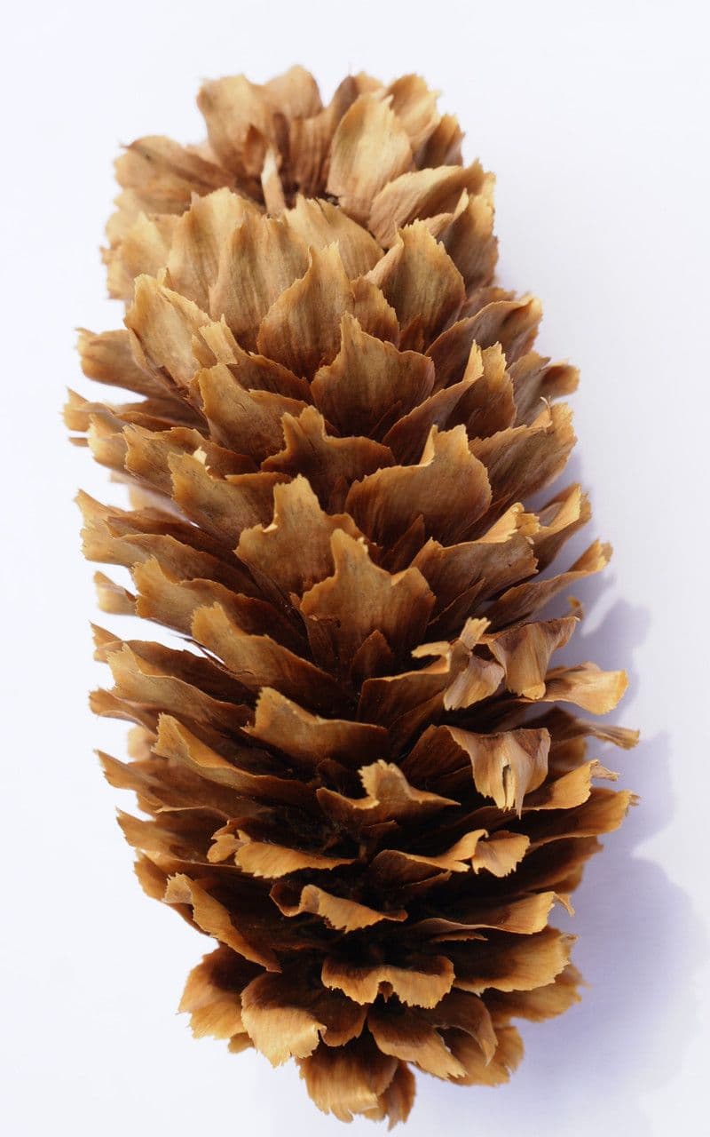 Peccio di Sitka 3