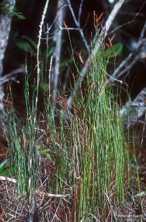 Schizaea